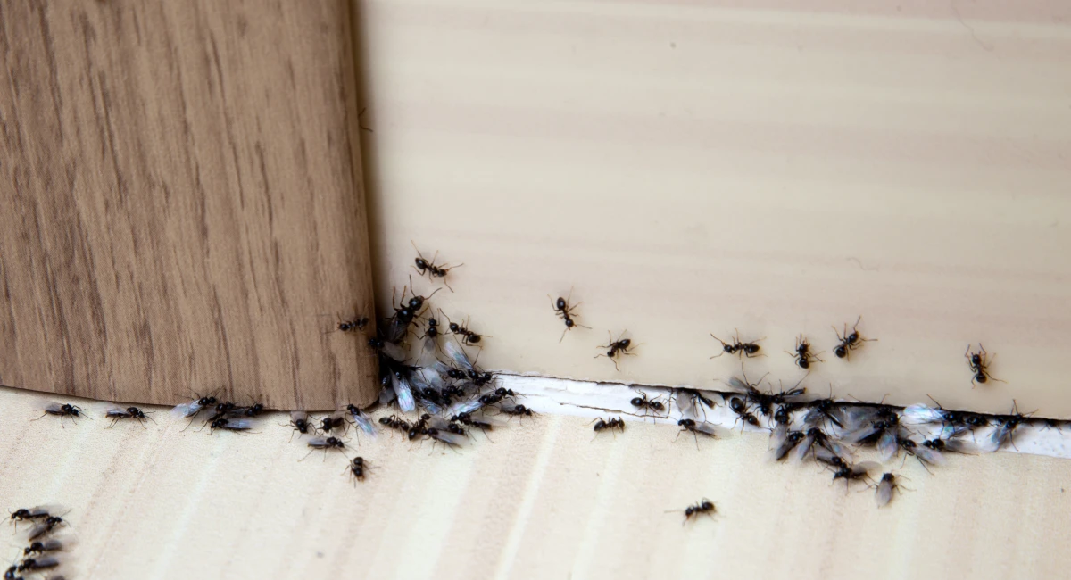 ants in the houe