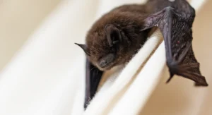 Evening Bats