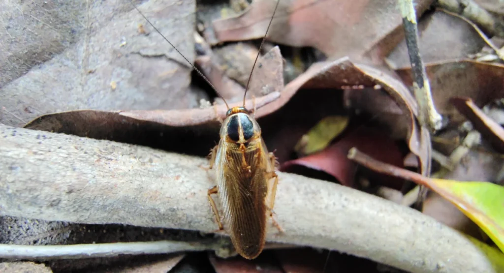 Asian cockroach on leaf mulch