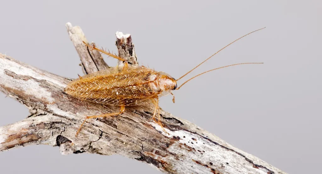 A German cockroach on a twig
