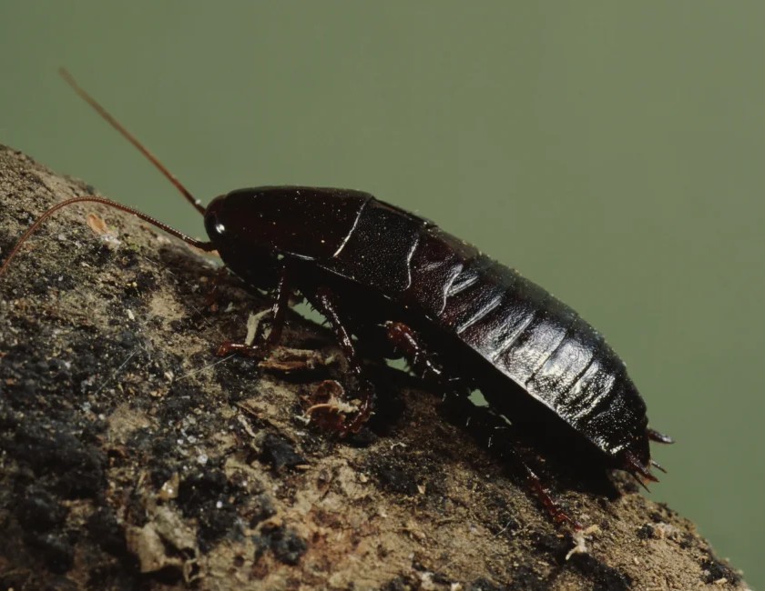 An oriental cockroach