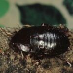 Oriental cockroach in a moist environment
