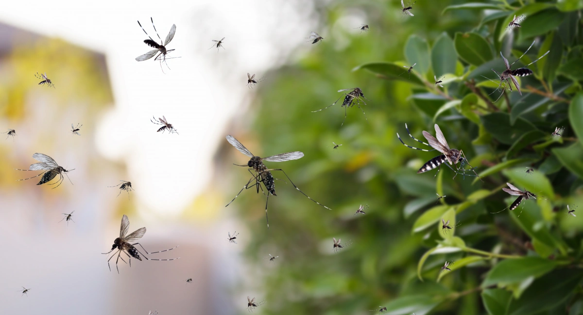 Mosquito Control in Florida