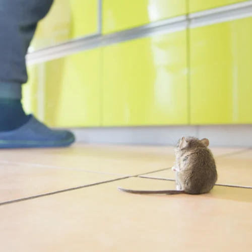 mouse in the kitchen while a person cooks
