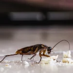 american cockroach eating crumbs on kitchen floor