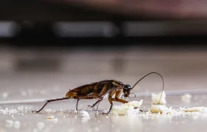 american cockroach eating crumbs on kitchen floor