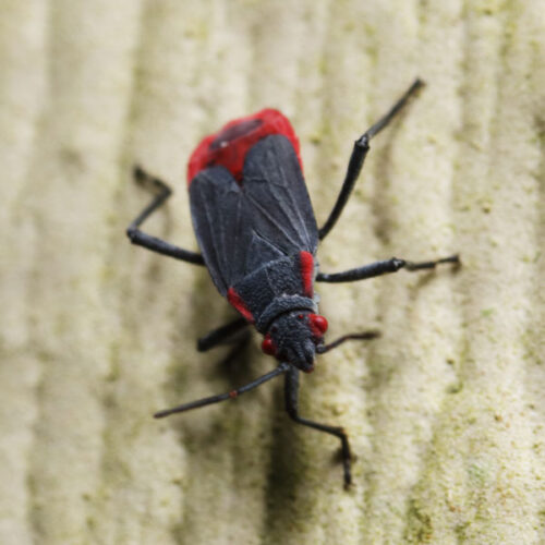 Jarada Insect Jadera Bug Identification, Habits & Behavior | Florida Pest Control