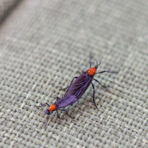 Lovebug