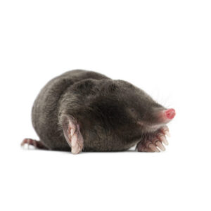 Mole Facts & Information
