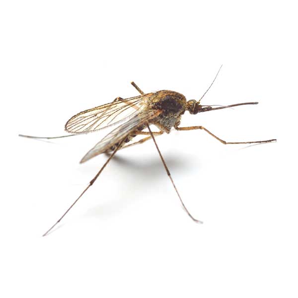 Mosquitoes in Florida