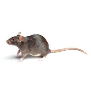 Norway Rat Information
