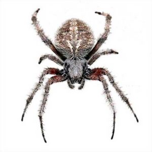 Orb Weaver Spider Identification