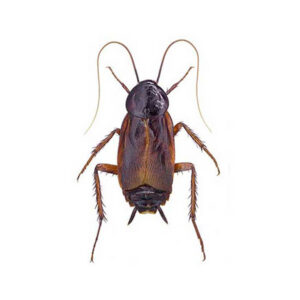 Oriental Cockroaches (Blatta orientalis)