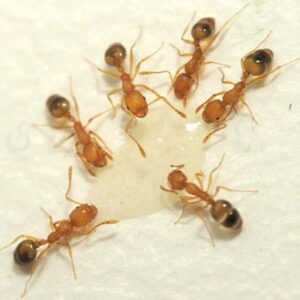 Pharaoh Ants