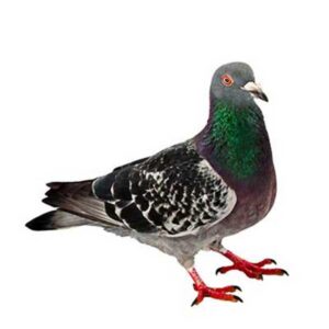 Pigeons