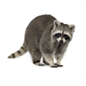 Raccoon Facts & Information