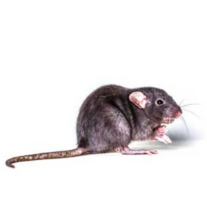 Roof Rat Information