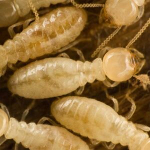 Eastern Subterranean Termite