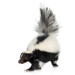 Skunk Facts & Information