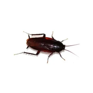 Smokybrown Cockroaches (Periplaneta fuliginosa)