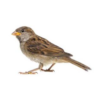 Sparrows