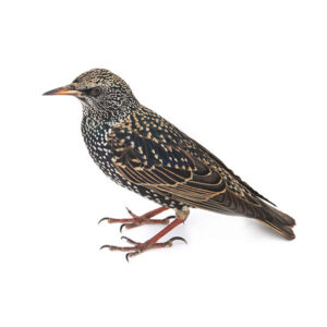 Starlings