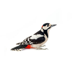 Woodpeckers