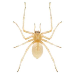 Sac Spider