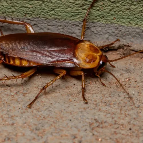 An adult American cockroach