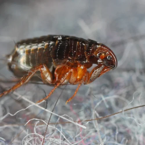 cat flea