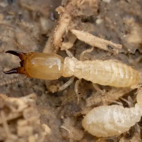 close up of subterranean eastern termite