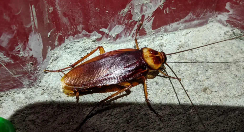 An American cockroach indoors