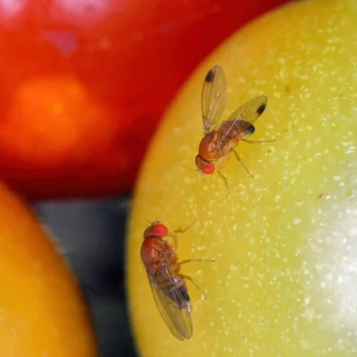 fruit fly on ripe plum