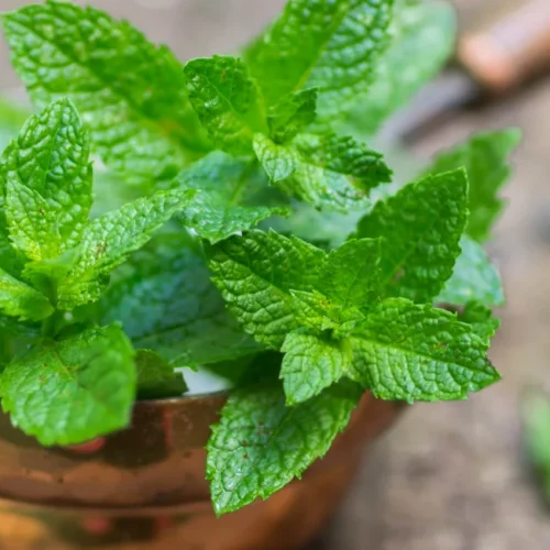 fresh mint on a wooden