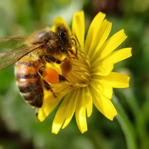 honey bee pollenating on yellow flower