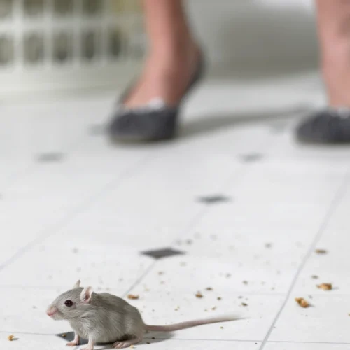 mouse on kitchen floor scaring woman in heels