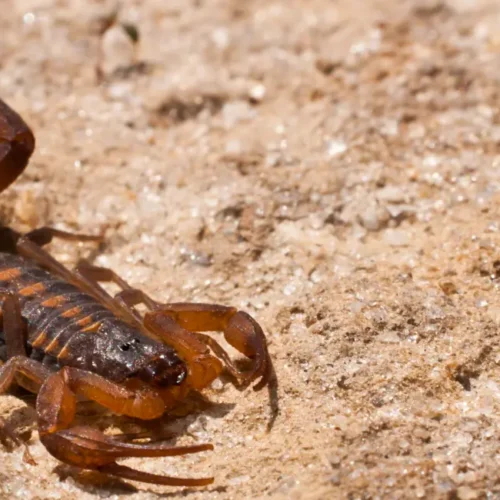 scorpion on sand close up