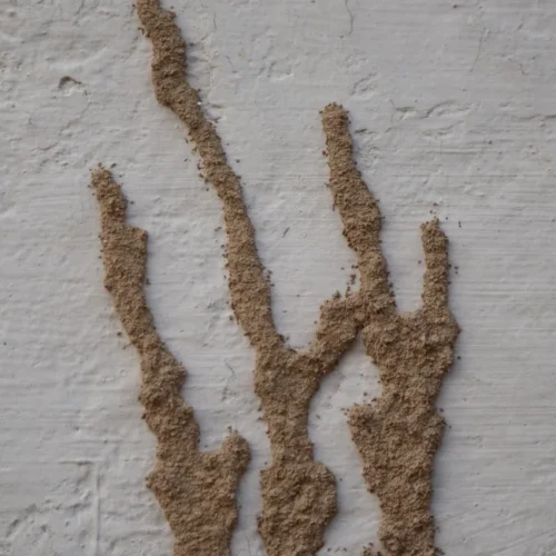 termite mud tubes