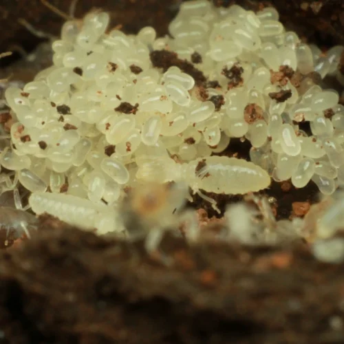 termite nest with babies