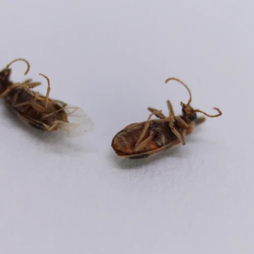 two dead bed bugs laying on white surface