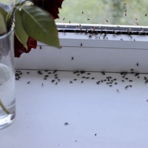 winged flies dead on side of window