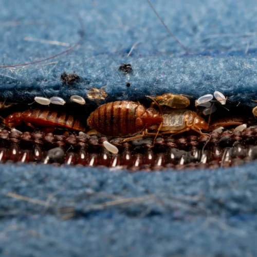 close up of bedbugs within mattress zipper