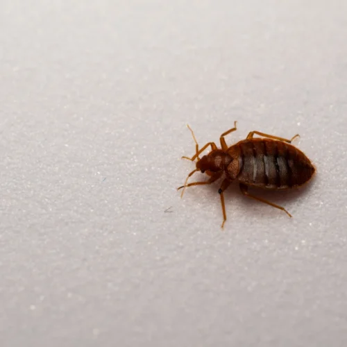lone bed bug on white background