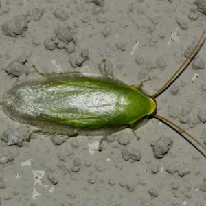 Cuban Cockroach