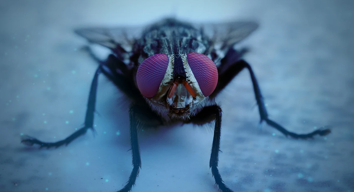 A fly attracted to an LED lamp