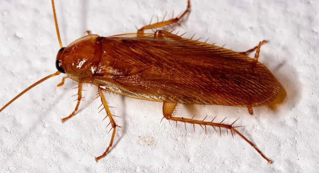  An adult wood cockroach