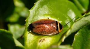 australian cockroach on green leaf closed up