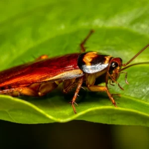 australian cockroach on green leaf