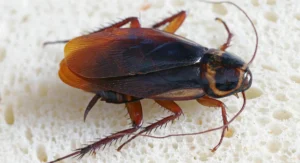 Australian cockroach on a slice or bread
