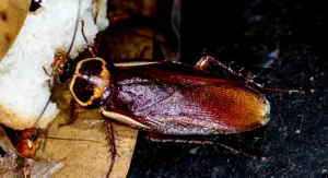 Australian cockroach eating bread